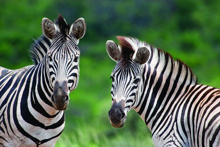  Full Day Guided Safari from Cape Town